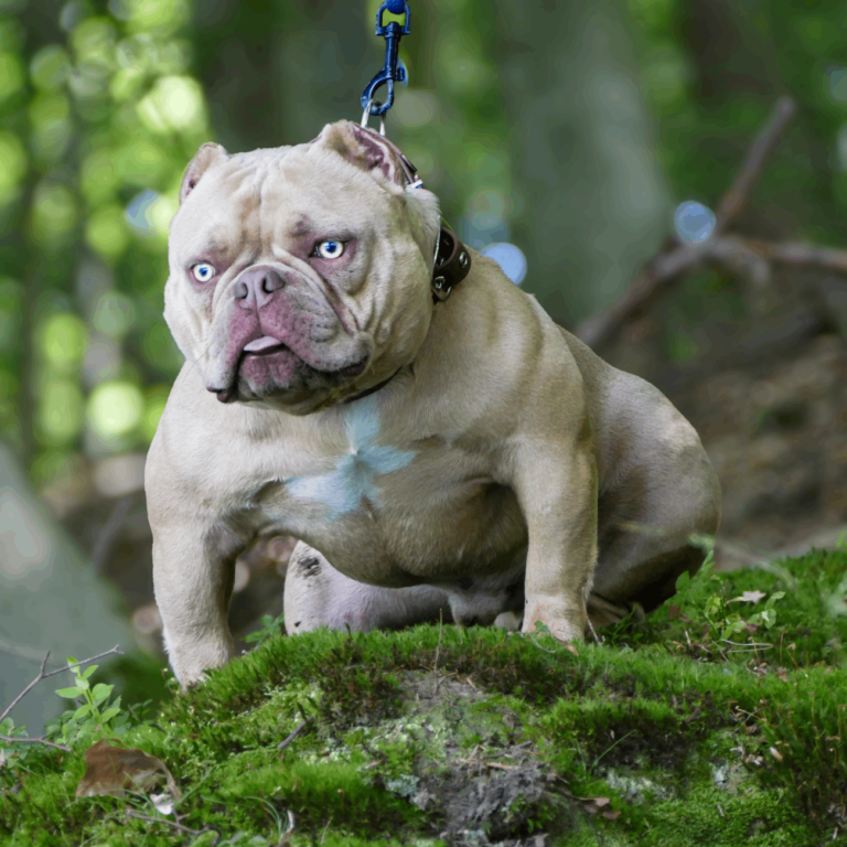 Micro Bully Bourbon Stud Dog