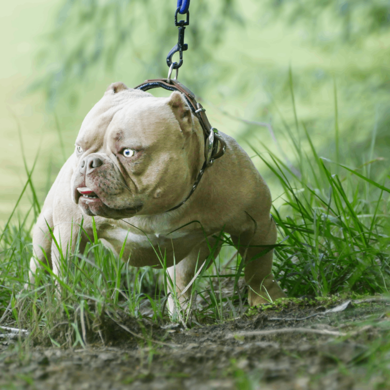 Bourbon Nano Bully Stud Dog