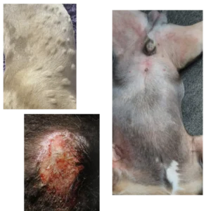 How to Fix allergical raktions on dogs skin?